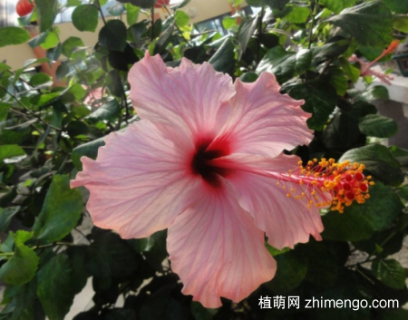 什么花的花期最长：10种超长花期的花卉推荐