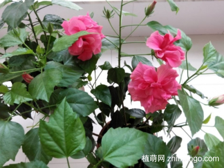 什么花的花期最长：10种超长花期的花卉推荐