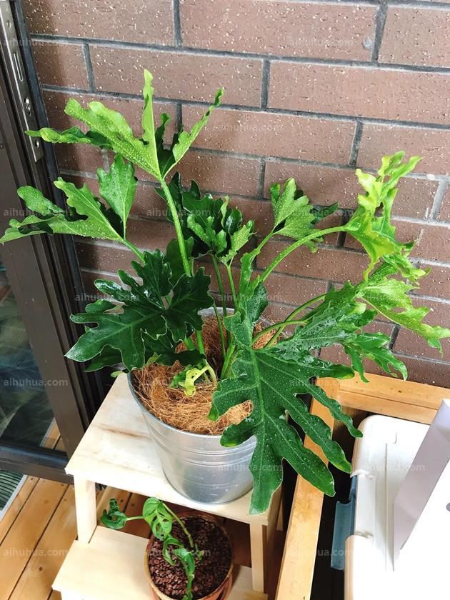 推荐20种耐阴花，简直太好养了！