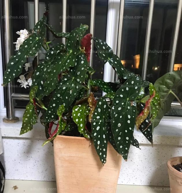 推荐20种耐阴花，简直太好养了！