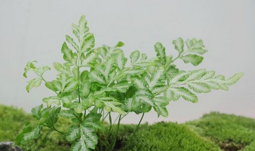 夏雪银线蕨养殖方法 是什么科花语是什么