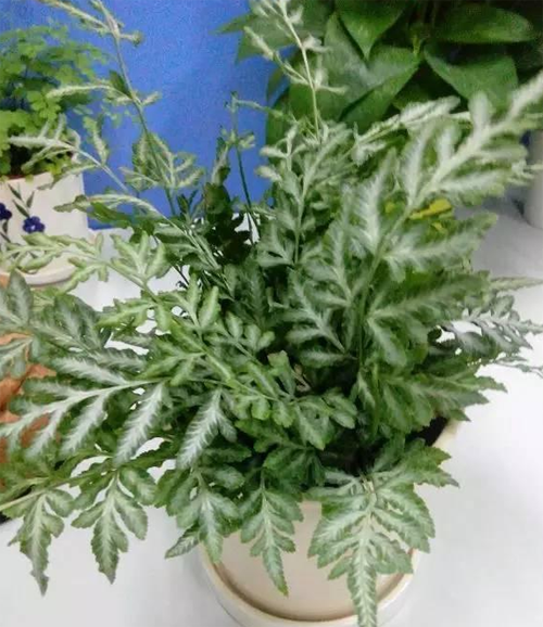 夏雪银线蕨养殖方法 是什么科花语是什么