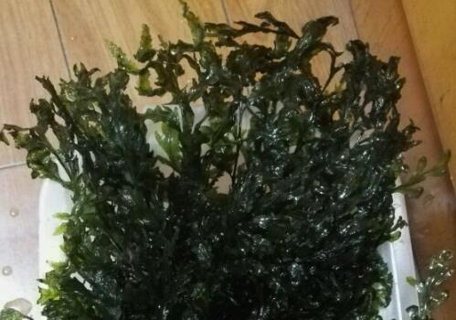 黑木蕨怎么种
