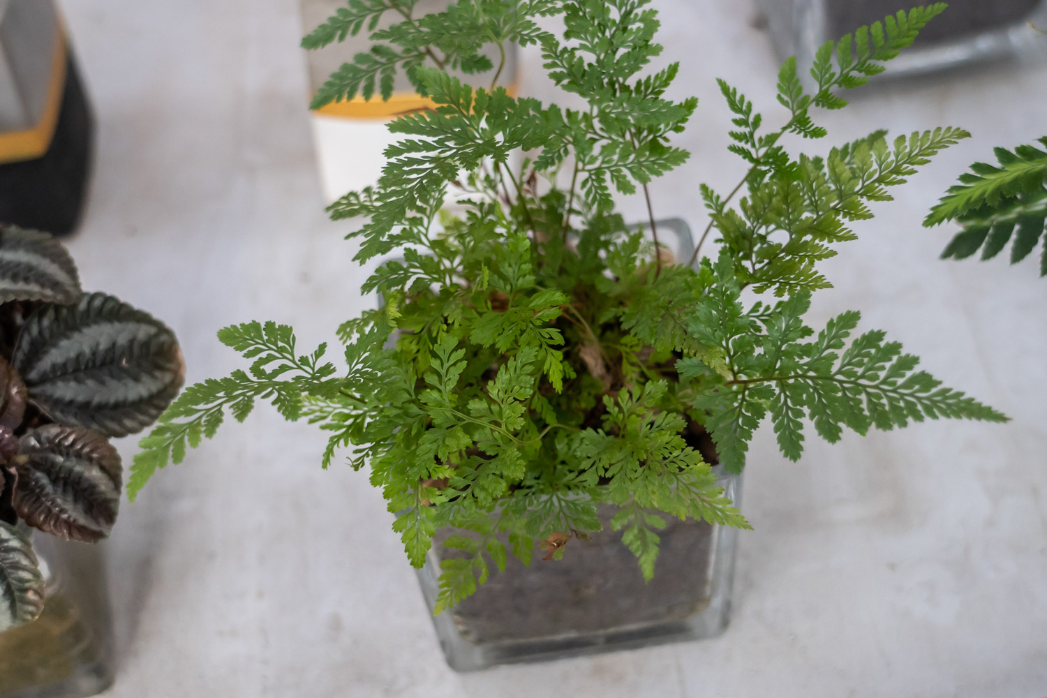 蕨根是什么样的植物