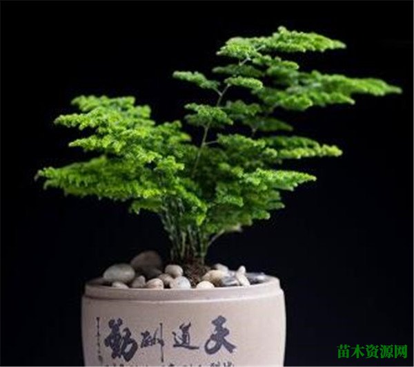 云竹叶子发黄怎么回事 云竹怎么养应注意什么