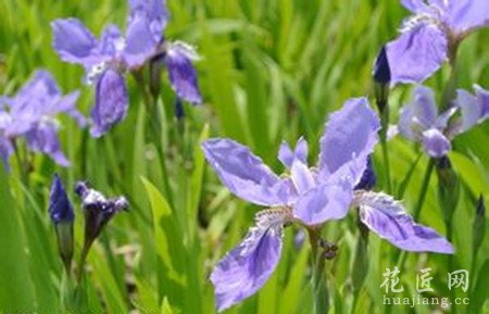鸢尾花常见病虫害及其防治方法
