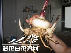 网球花的繁殖方法