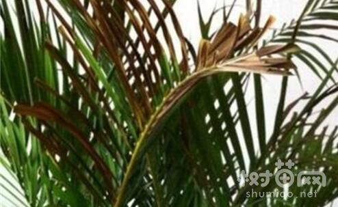 袖珍椰子叶子尖变焦的四个原因及解决方法