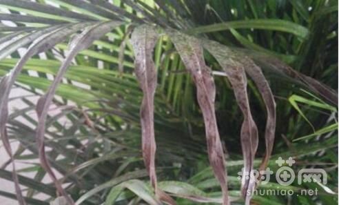 袖珍椰子叶子尖变焦的四个原因及解决方法