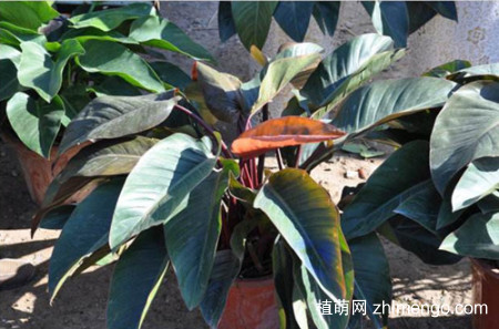 红苞喜林芋怎么养，红苞喜林芋的养殖方法和注意事项