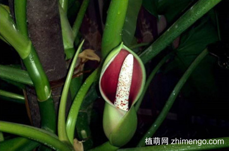 红苞喜林芋怎么养，红苞喜林芋的养殖方法和注意事项