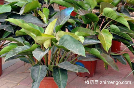 红苞喜林芋怎么养，红苞喜林芋的养殖方法和注意事项