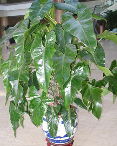 喜林芋怎么养 喜林芋的养殖方法