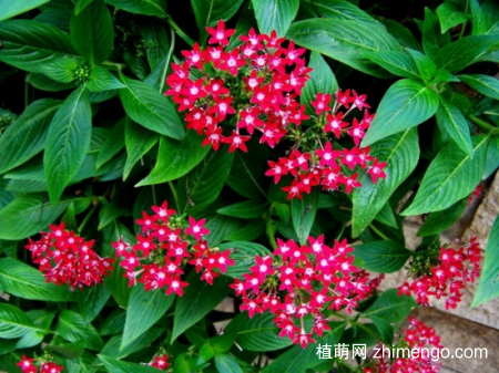 五星花怎么种植，五星花的种植方法
