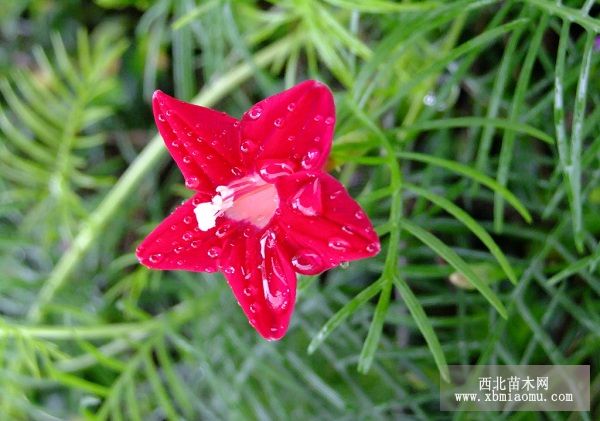 五星花是什么样的花?怎样栽培?
