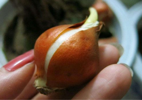 郁金香开花后怎么处理  郁金香花谢后这样养护第二年照样开花