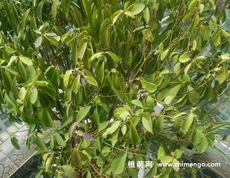 鸳鸯茉莉叶子发黄怎么办，这6原因引起