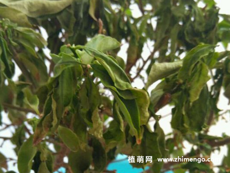 鸳鸯茉莉叶子发黄怎么办，这6原因引起
