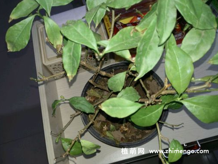 鸳鸯茉莉叶子发黄怎么办，这6原因引起