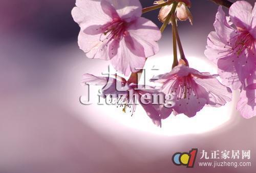 樱花叶子发黄怎么办 樱花掉叶子怎么办
