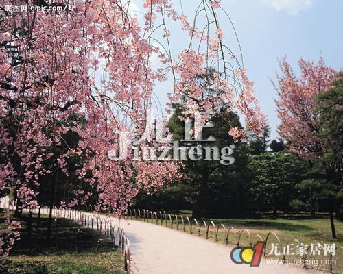 樱花叶子发黄怎么办 樱花掉叶子怎么办