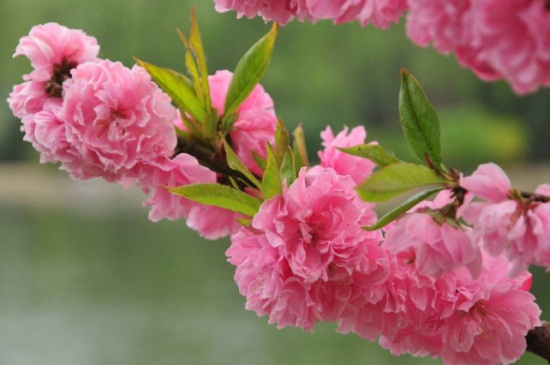 樱花与桃花和杏花的区别