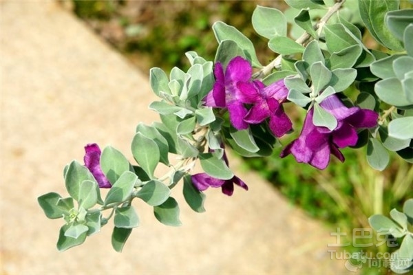 玉芙蓉怎么养比较好 玉芙蓉盆栽养殖攻略