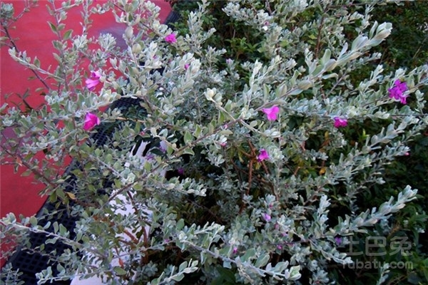 玉芙蓉怎么养比较好 玉芙蓉盆栽养殖攻略