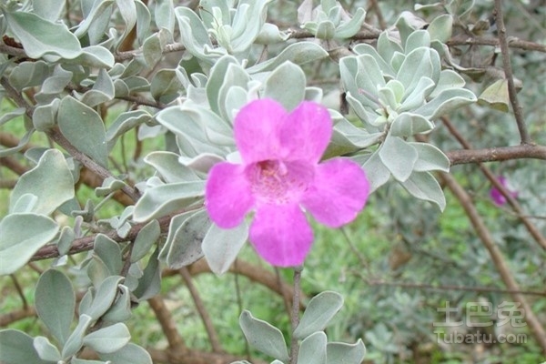 玉芙蓉怎么养比较好 玉芙蓉盆栽养殖攻略