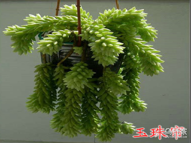多肉玉珠帘 玉珠帘怎么养