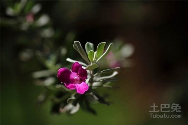 玉芙蓉怎么养比较好 玉芙蓉盆栽养殖攻略