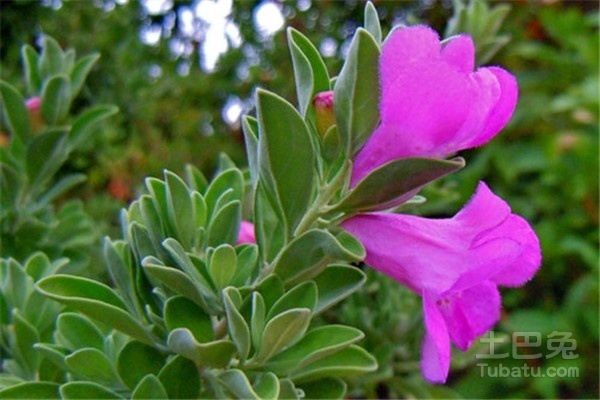玉芙蓉怎么养比较好 玉芙蓉盆栽养殖攻略