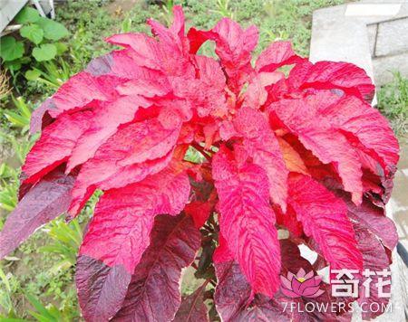雁来红怎么播种