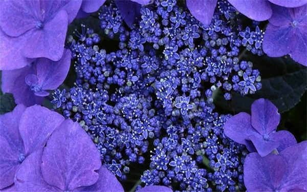 紫罗兰的花语 怎么养紫罗兰