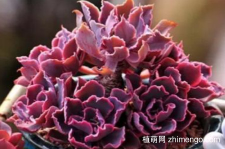 紫罗兰女王的养殖方法和注意事项