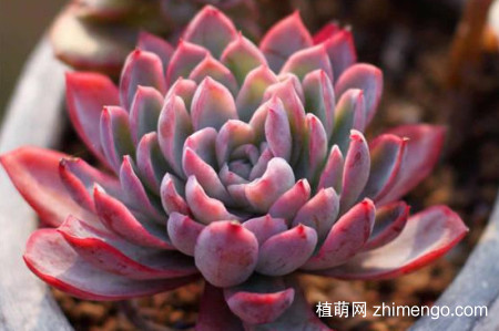 紫罗兰女王的养殖方法和注意事项