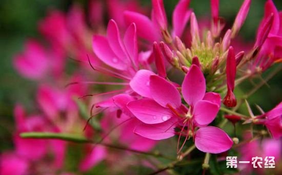 蝶恋花怎么养？醉蝶花的养殖方法