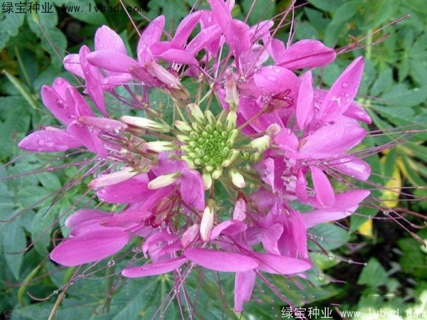 醉蝶花几天发芽，播种后多久开花