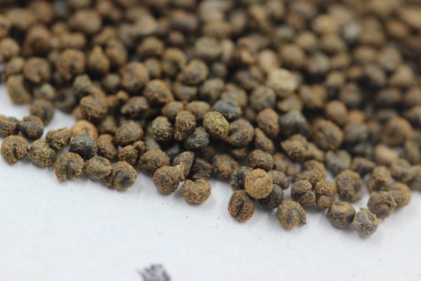 醉蝶花几天发芽，播种后多久开花