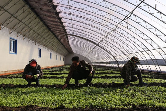 超详细的菊苣的大田种植技术及栽种品种介绍