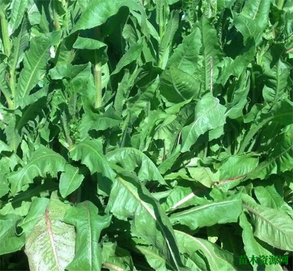 菊苣的功效与作用 菊苣根茶长什么样子治痛风吗
