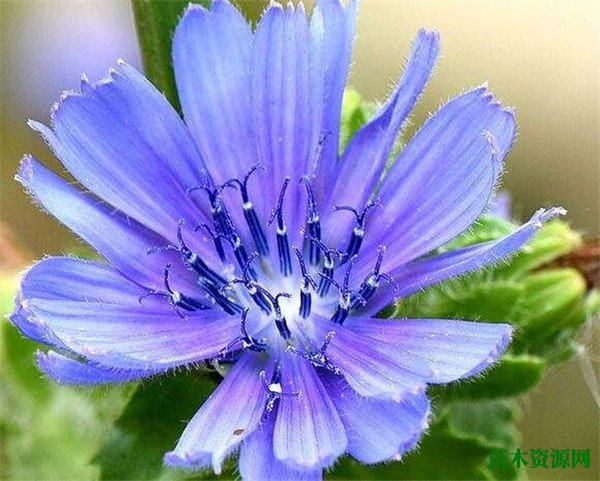 菊苣的功效与作用 菊苣根茶长什么样子治痛风吗