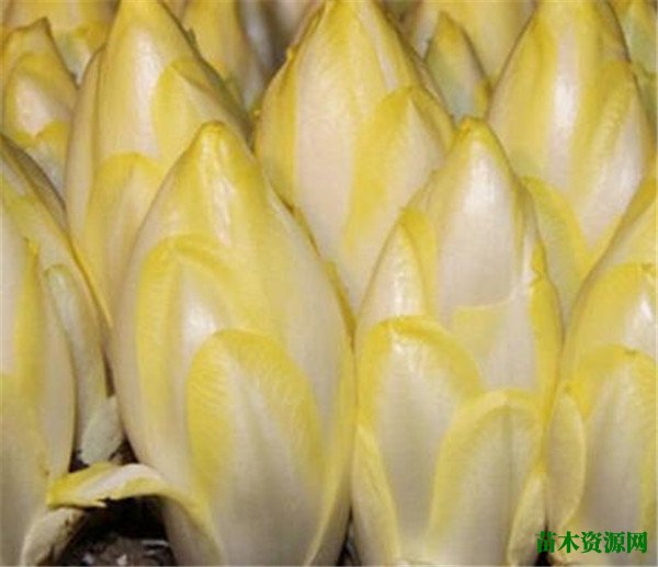 芽球菊苣市场价多少钱一斤 芽菜菊苣怎么吃