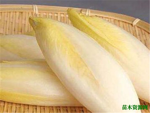 芽球菊苣市场价多少钱一斤 芽菜菊苣怎么吃