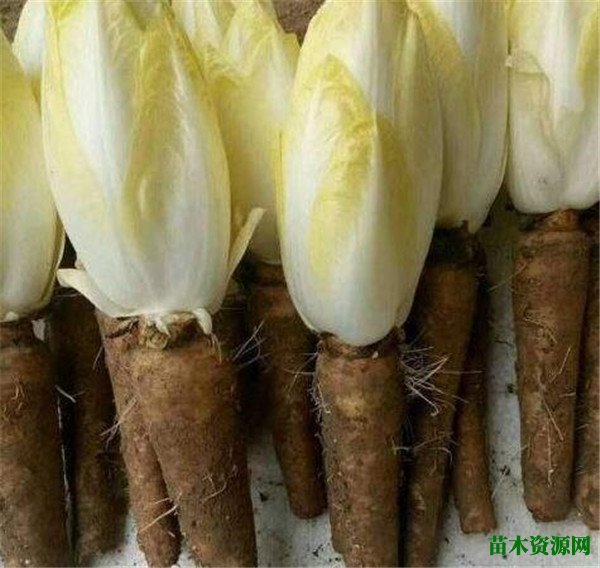 芽球菊苣市场价多少钱一斤 芽菜菊苣怎么吃
