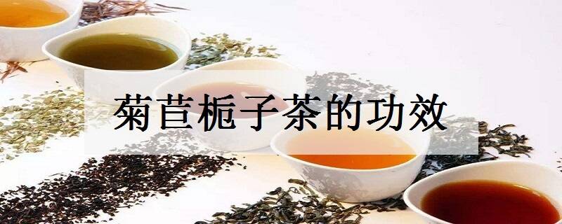 菊苣栀子茶的功效有哪些