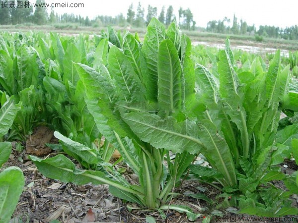 欧洲菊苣什么季节播种？