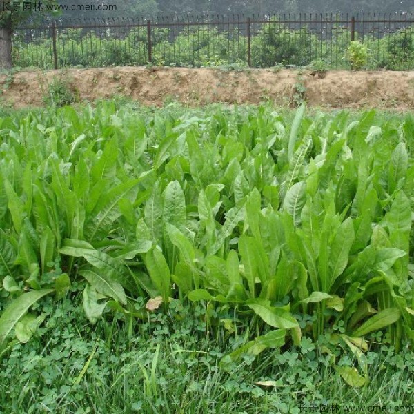 欧洲菊苣什么季节播种？