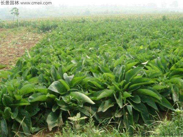 欧洲菊苣什么季节播种？