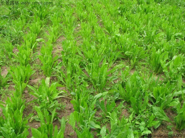 欧洲菊苣什么季节播种？